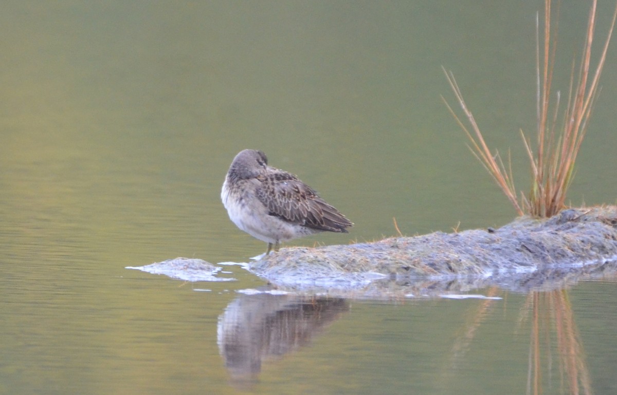 Long-billed Dowitcher - ML180243691