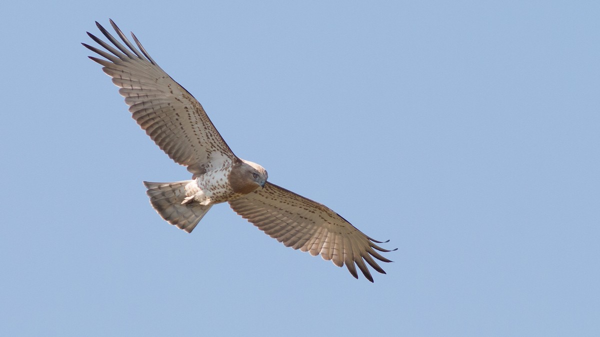 Short-toed Snake-Eagle - Emre  Çetin