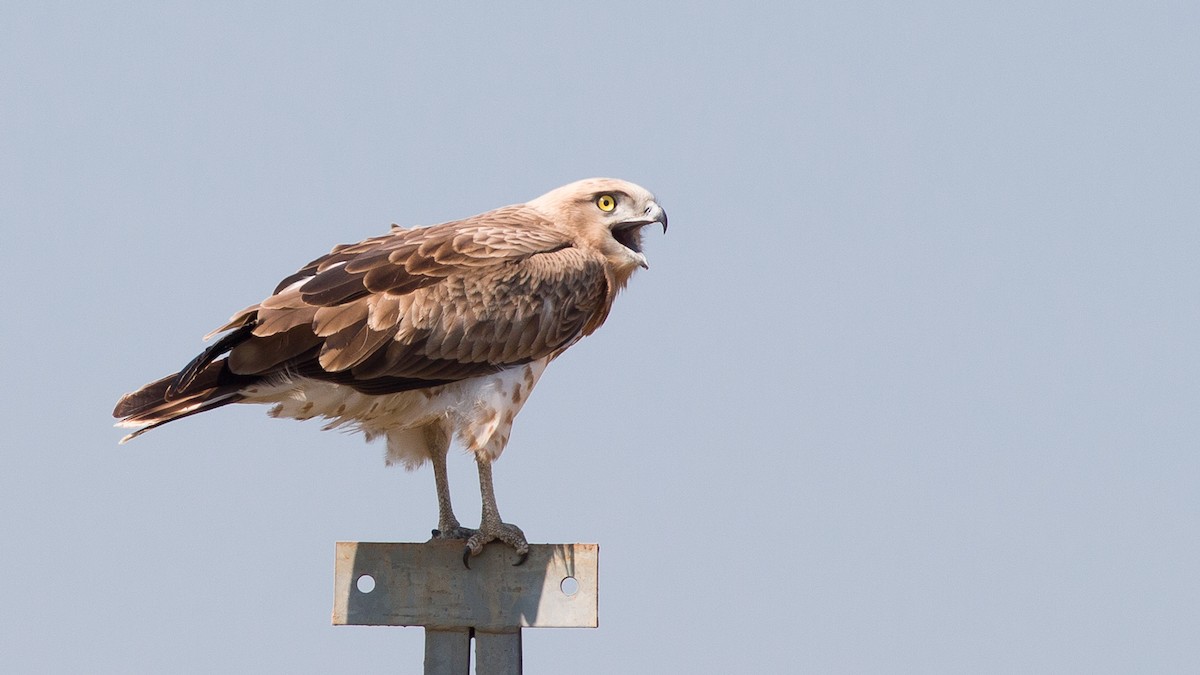 Short-toed Snake-Eagle - ML180243861