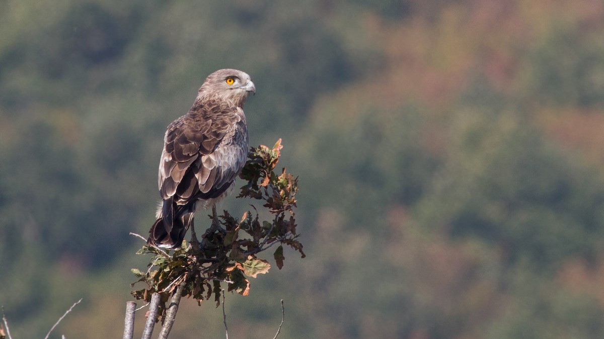 Short-toed Snake-Eagle - ML180243881