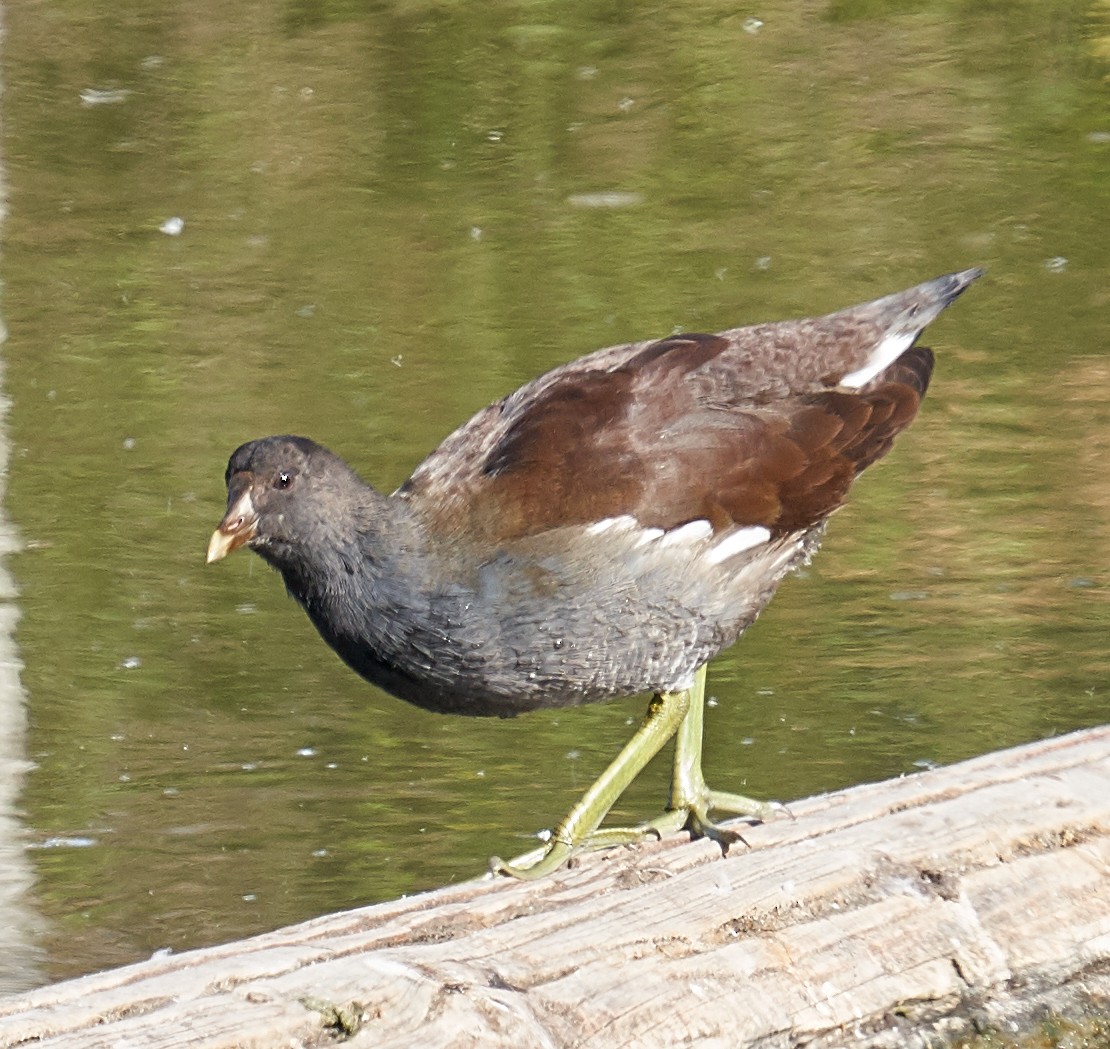 Common Gallinule - ML180244731