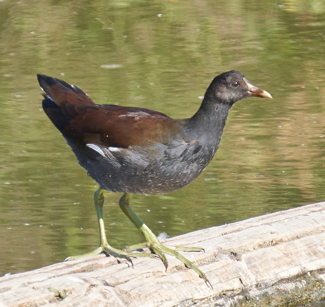 Common Gallinule - ML180244771