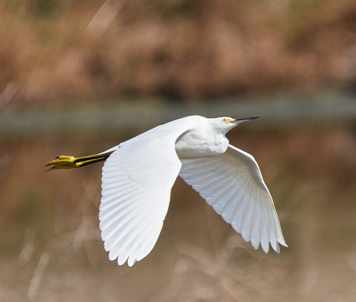 Snowy Egret - ML180244961