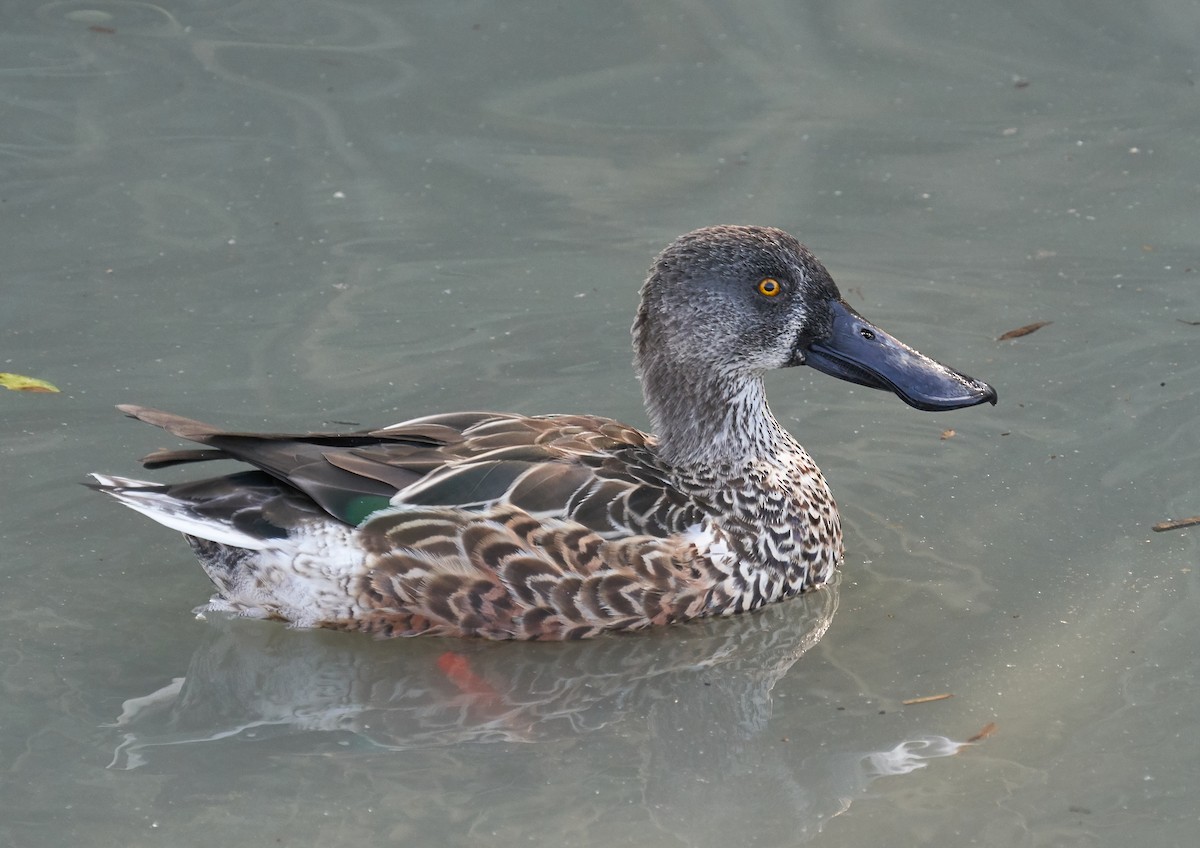 Northern Shoveler - ML180245051