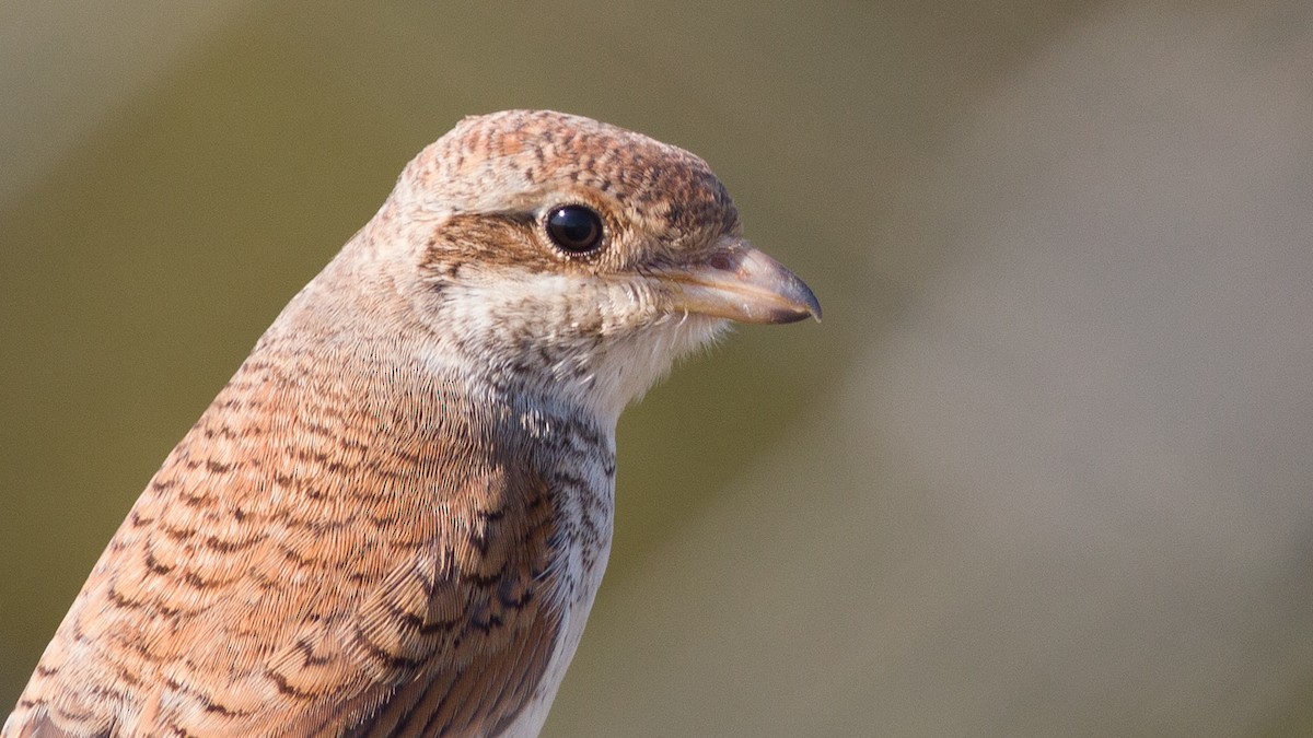 Red-backed Shrike - ML180245231