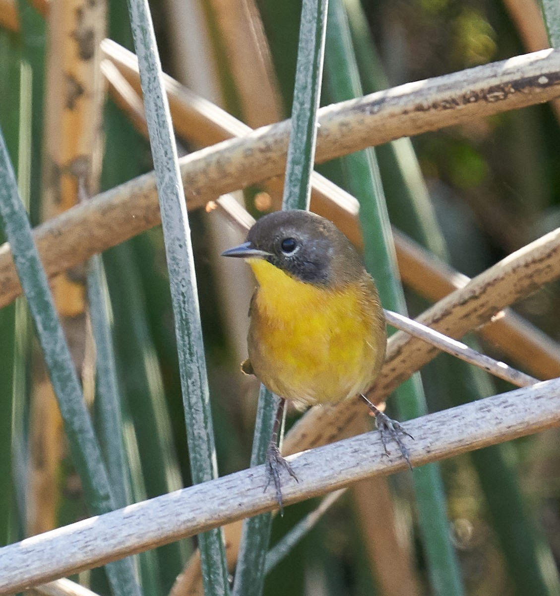 Common Yellowthroat - Brooke Miller