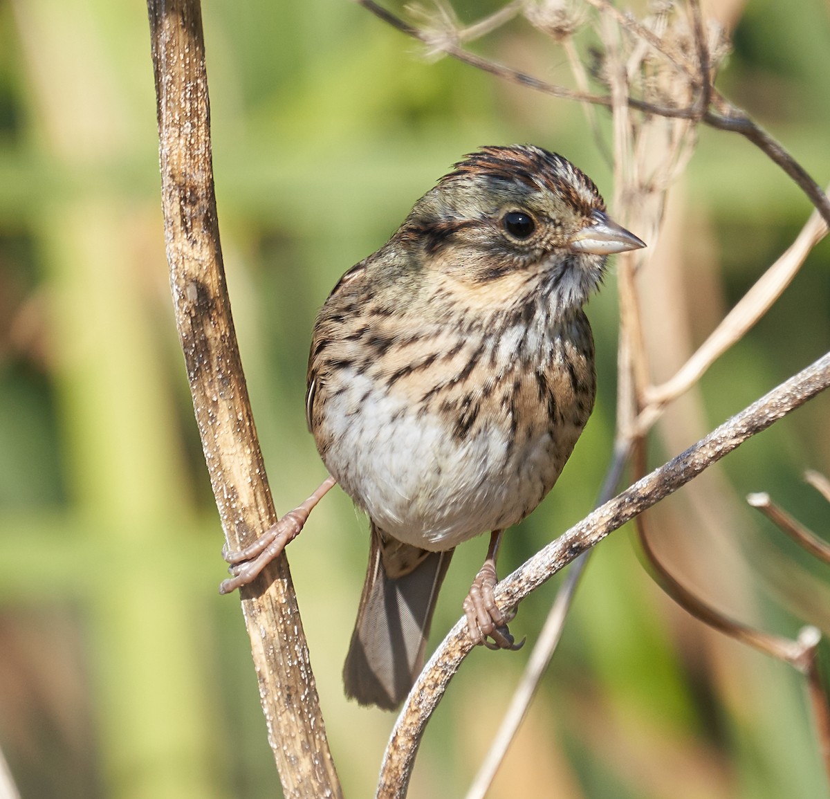 Lincoln's Sparrow - ML180245271