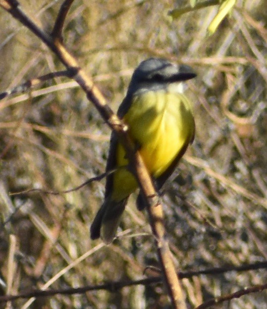 Tropical Kingbird - ML180245621