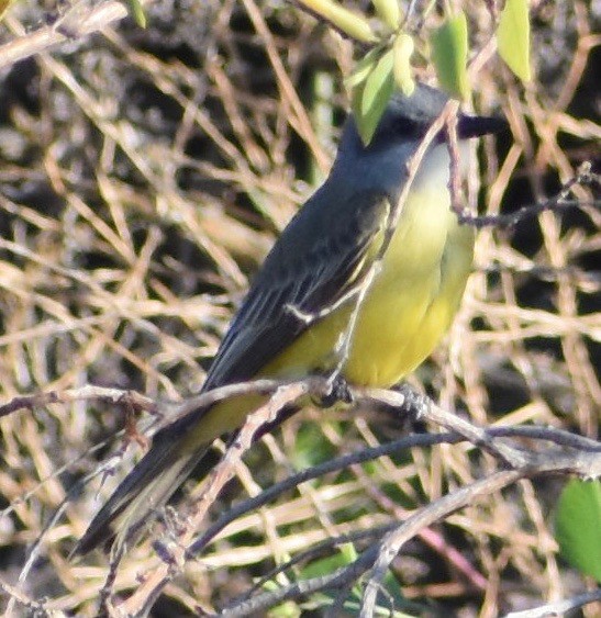 Tropical Kingbird - ML180245631