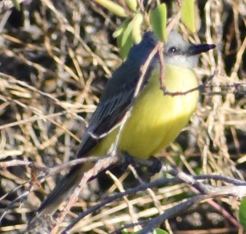 Tropical Kingbird - ML180245641