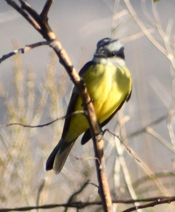 Tropical Kingbird - ML180245651