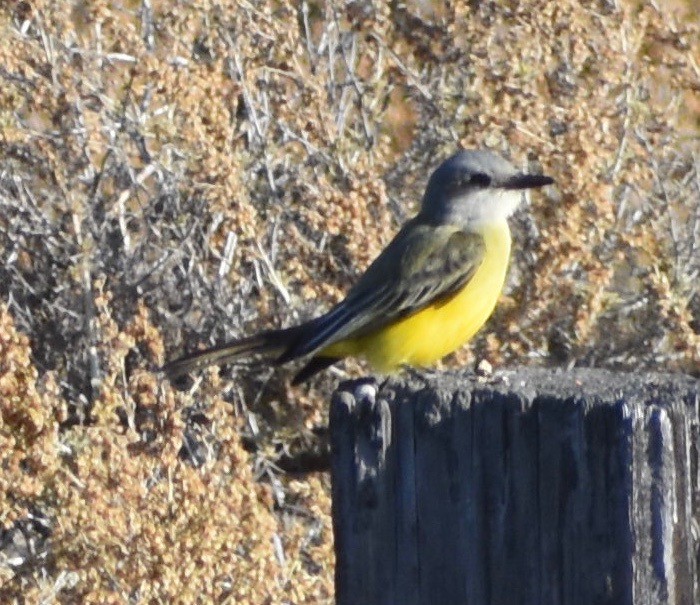 Tropical Kingbird - ML180245661