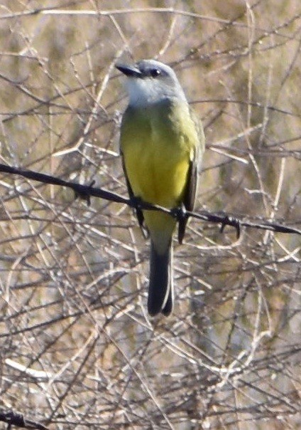 Tropical Kingbird - ML180245801