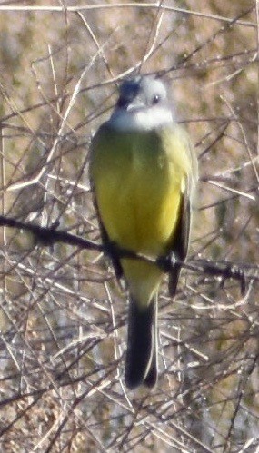 Tropical Kingbird - ML180245811