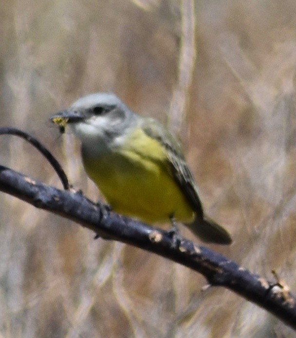 Tropical Kingbird - ML180245831