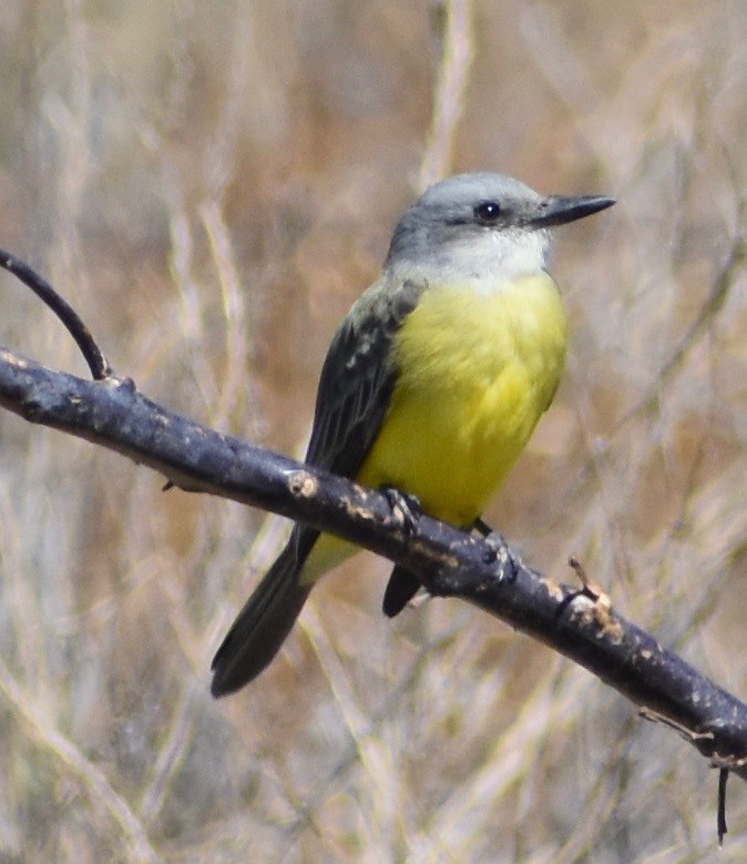 Tropical Kingbird - ML180245841