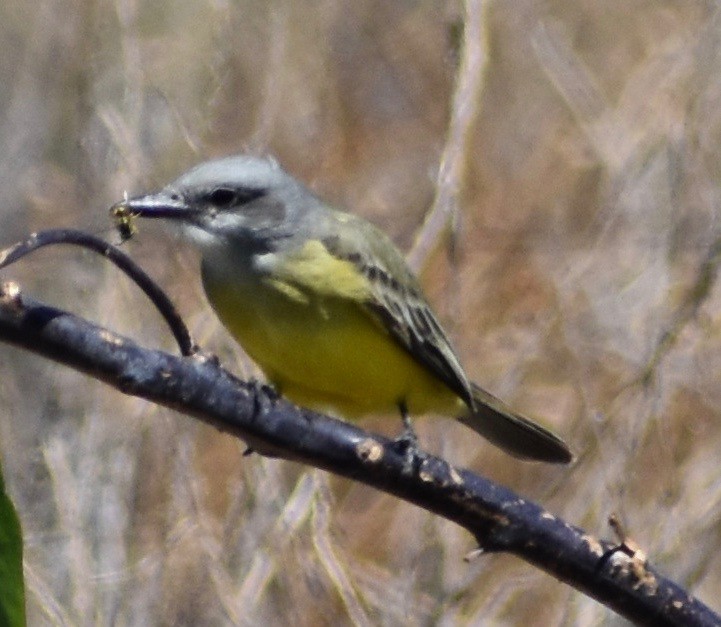 Tropical Kingbird - ML180245851