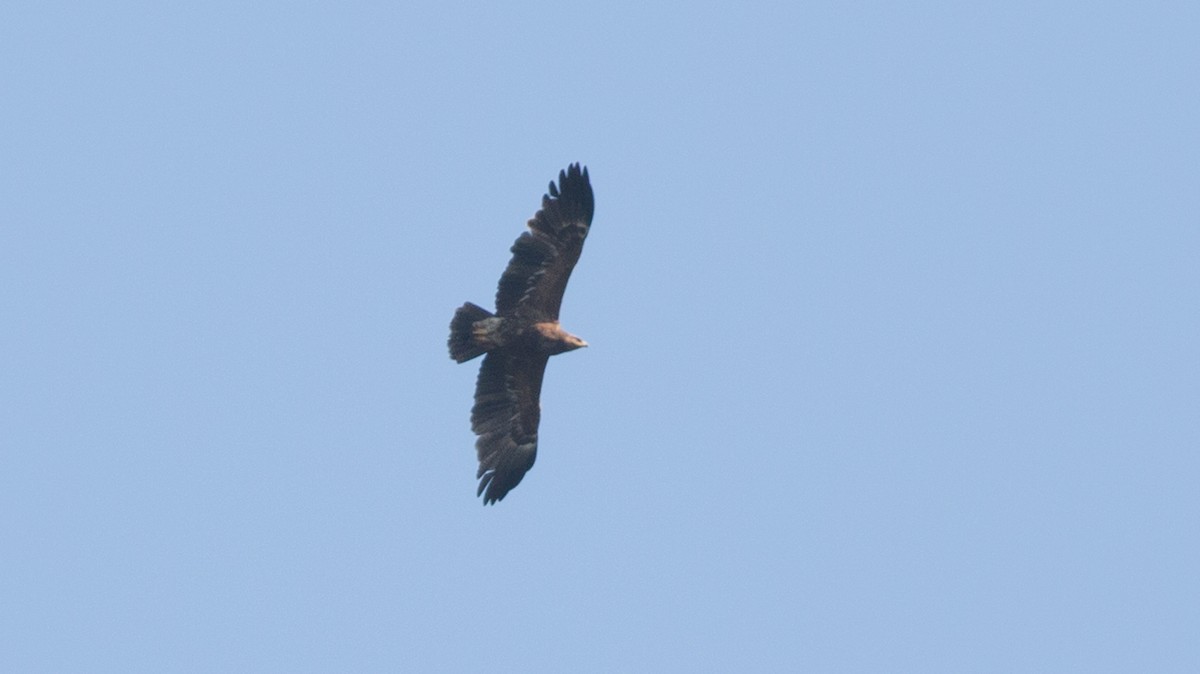 Lesser Spotted Eagle - ML180246431