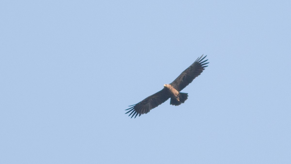 Lesser Spotted Eagle - ML180246451