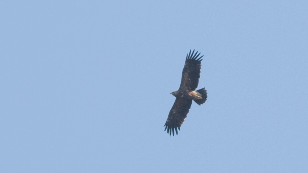 Lesser Spotted Eagle - ML180246461