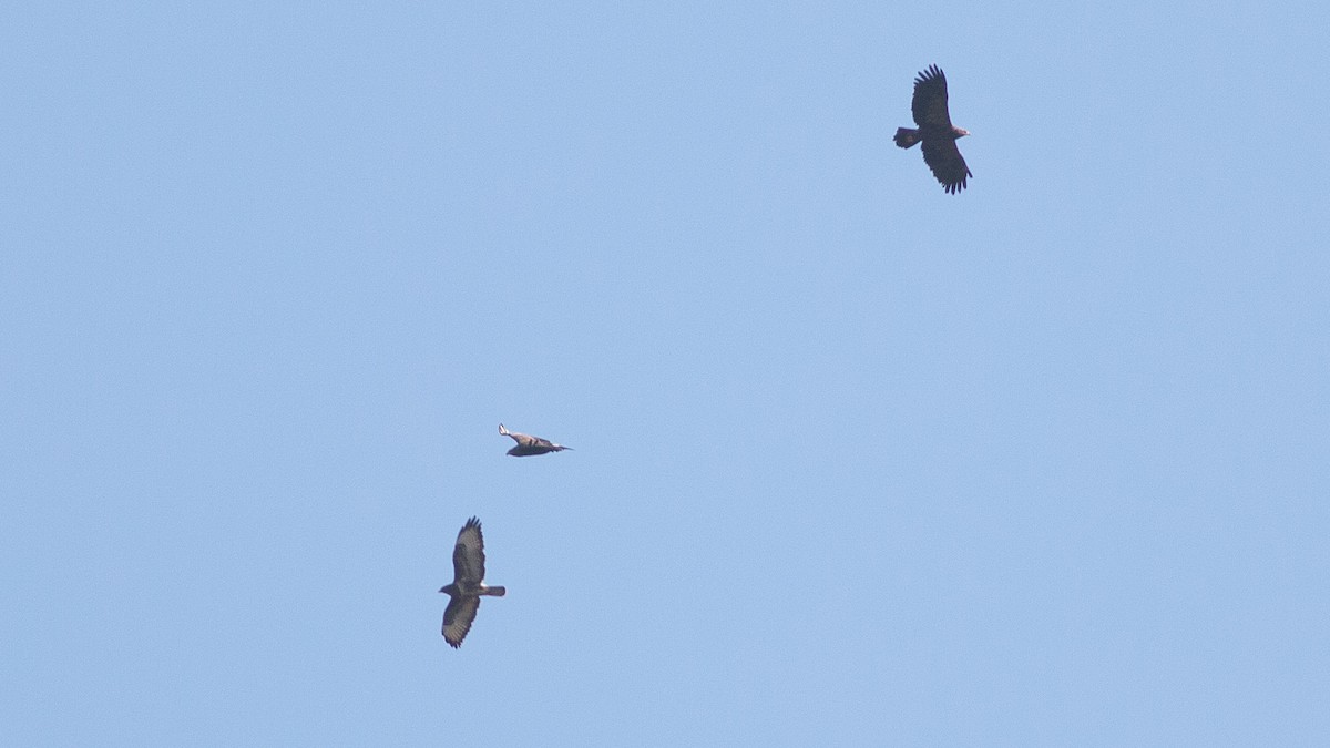 Lesser Spotted Eagle - ML180246501