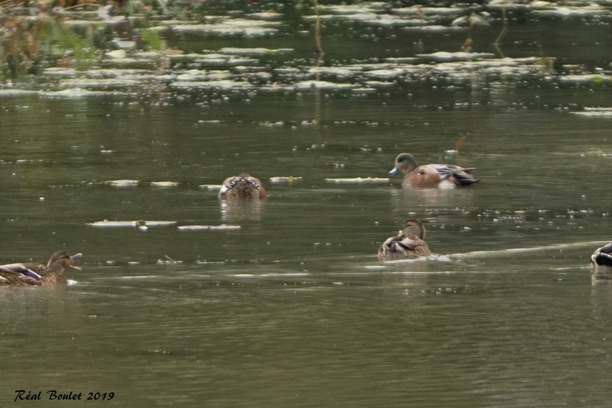 American Wigeon - Réal Boulet 🦆