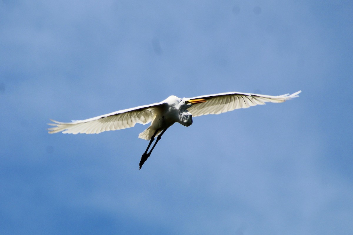 Great Egret - ML180247531