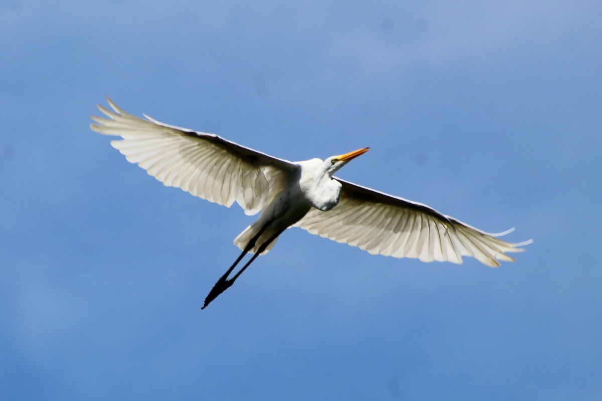 Great Egret - ML180247581