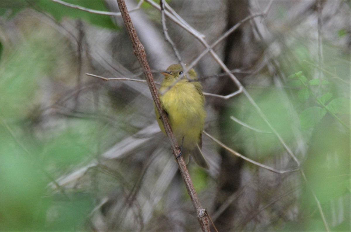 Western Flycatcher (Pacific-slope) - ML180247961