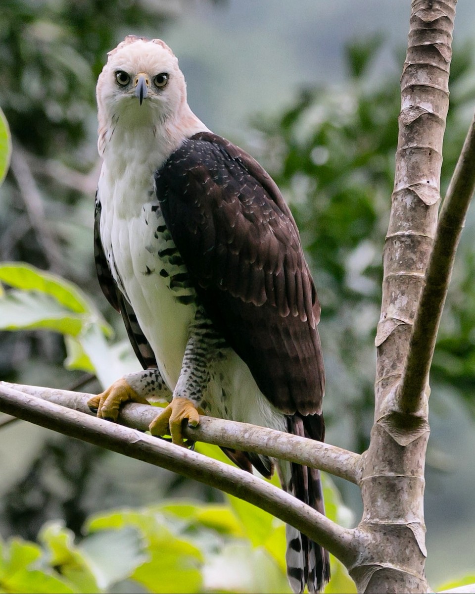 Ornate Hawk-Eagle - ML180248541