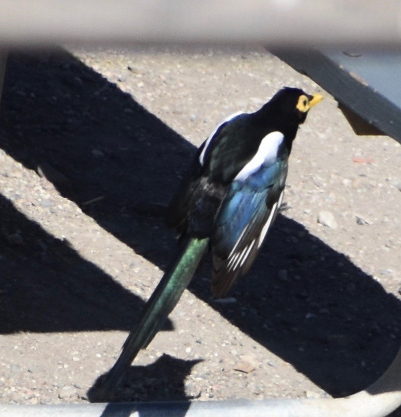 Yellow-billed Magpie - ML180248771