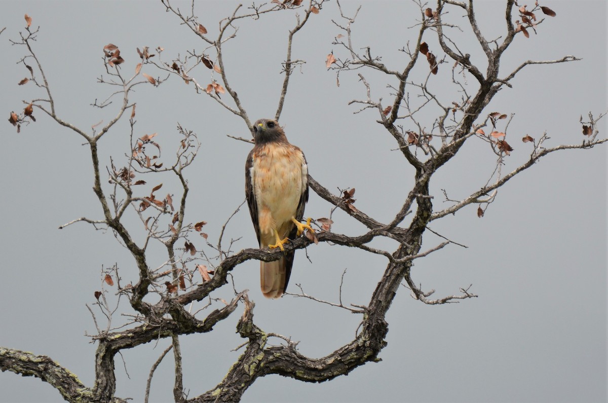 Red-tailed Hawk - ML180248911