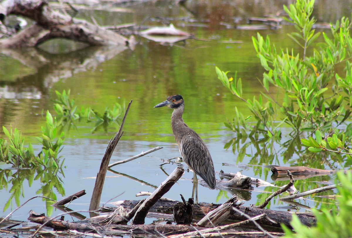 Yellow-crowned Night Heron - ML180248981