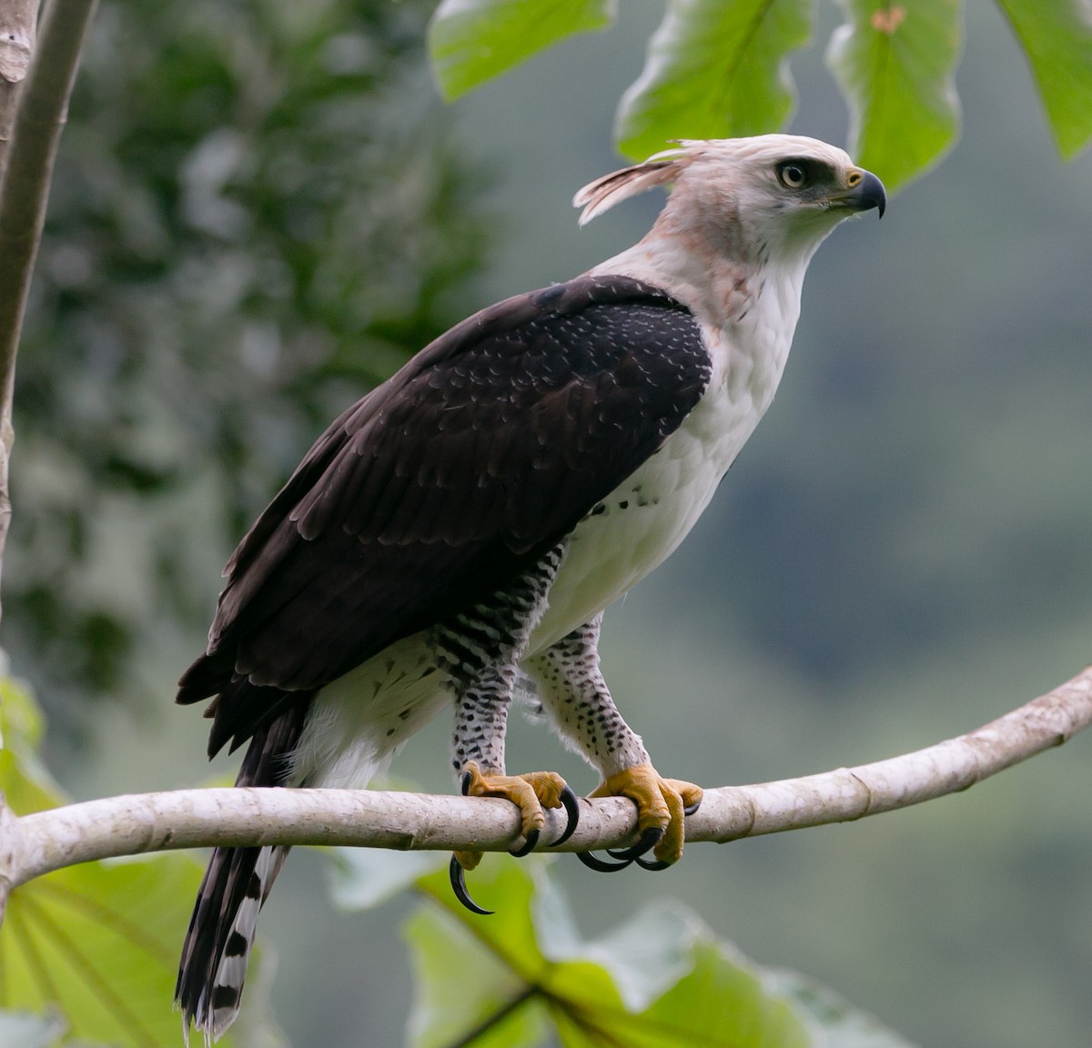 Águila Galana - ML180249781