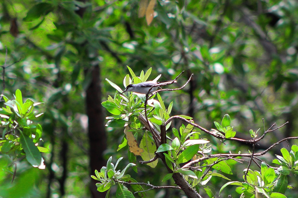 White-lored Gnatcatcher - ML180249991