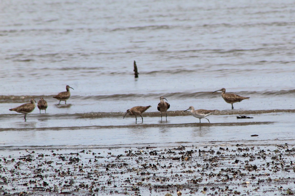 Whimbrel - Danny Munguía