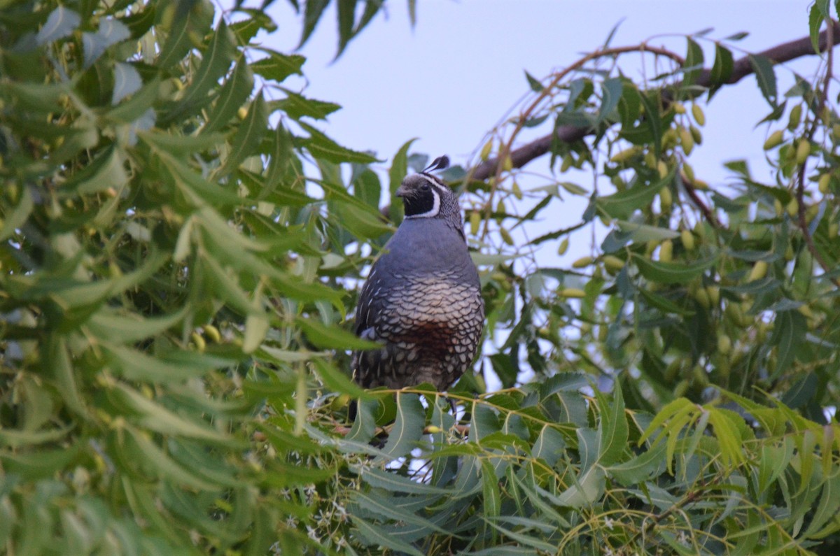 California Quail - Jeff Sexton