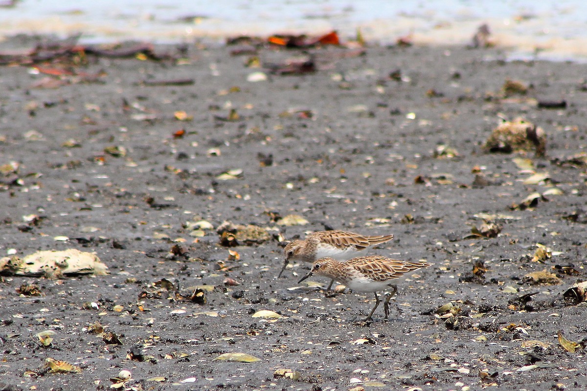 pygmésnipe - ML180251691