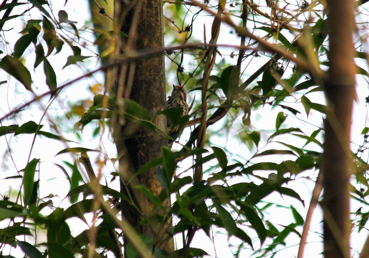 Speckled Piculet - ML180251841