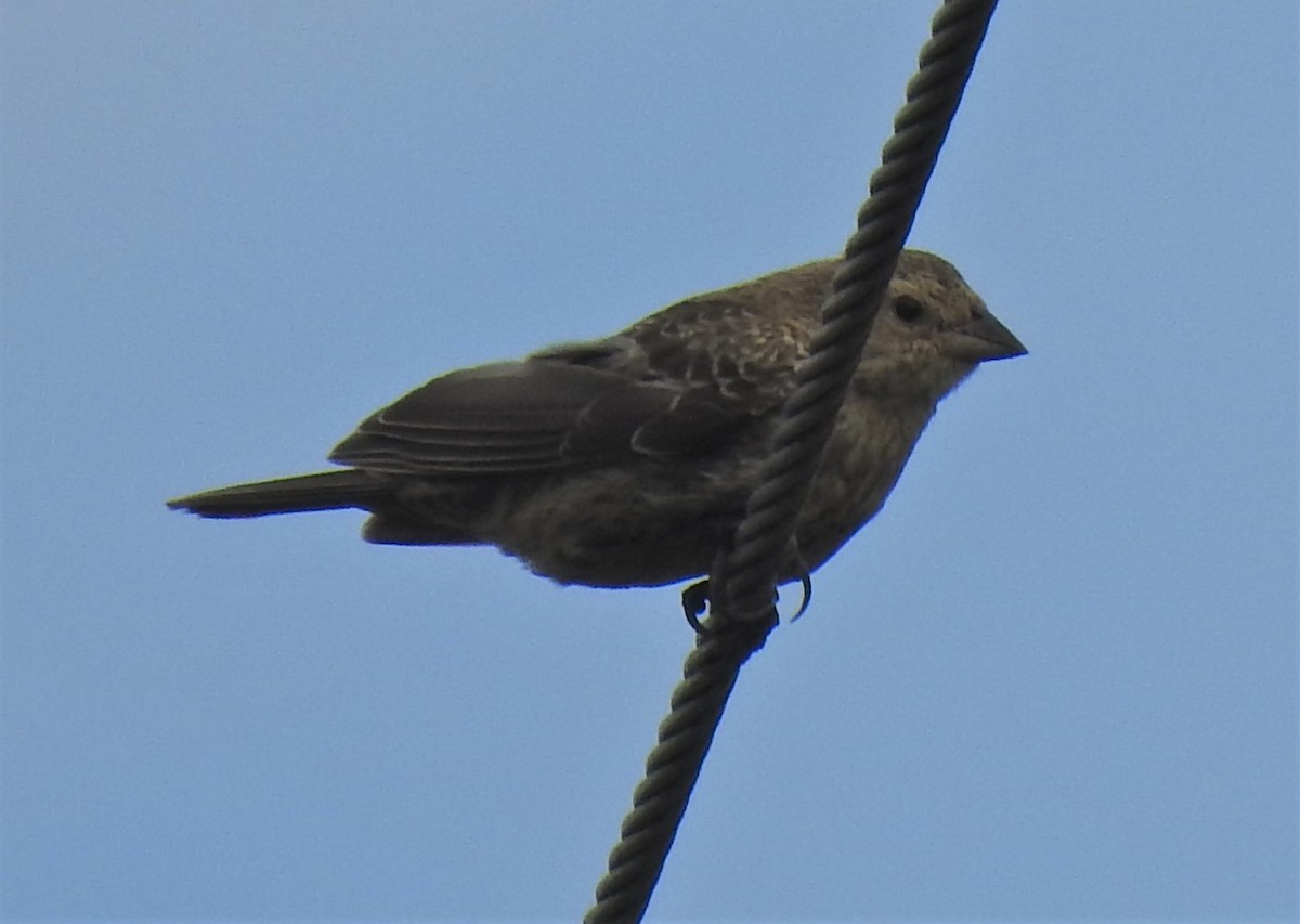 Brown-headed Cowbird - ML180253311