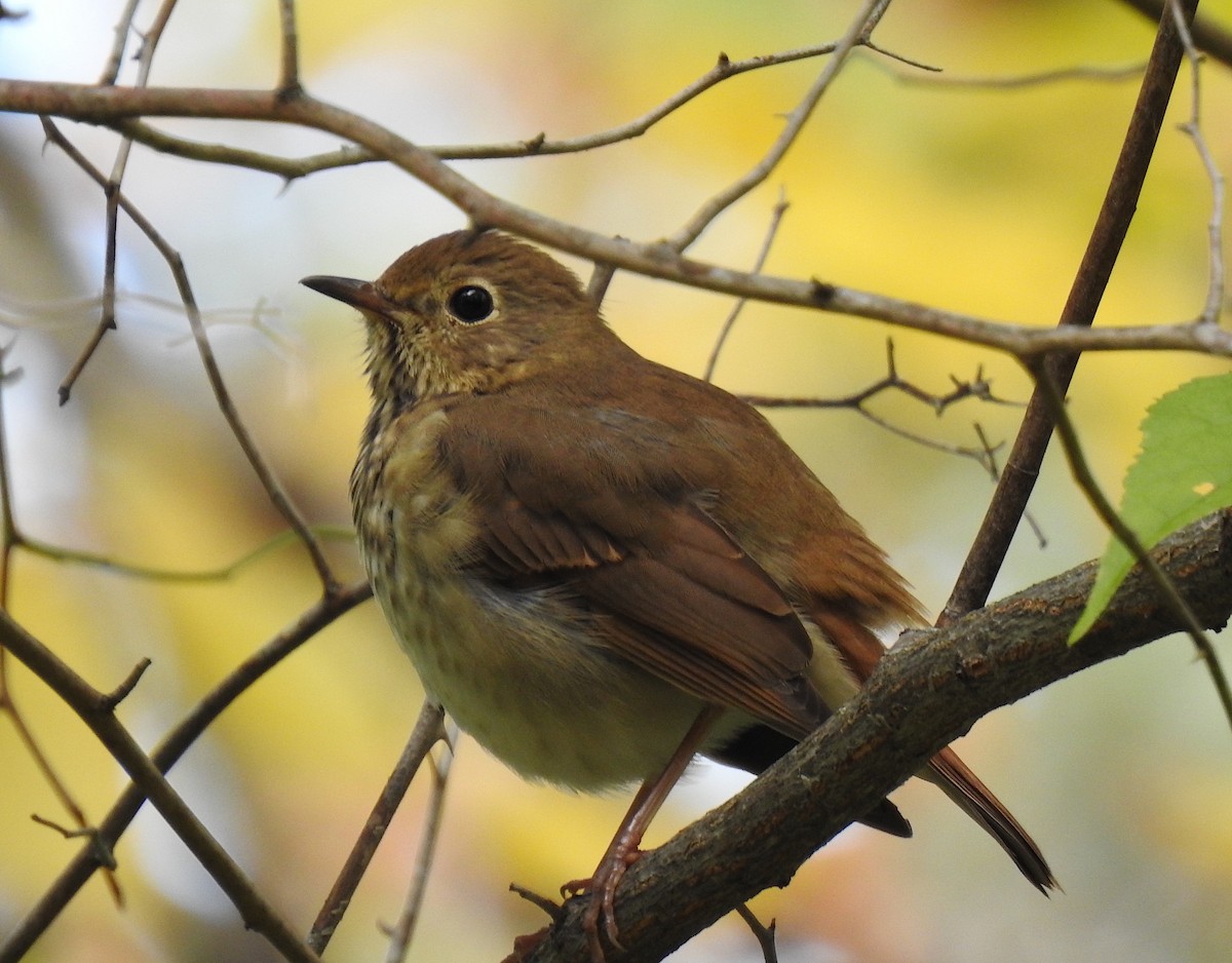 Hermit Thrush - Glenn Hodgkins