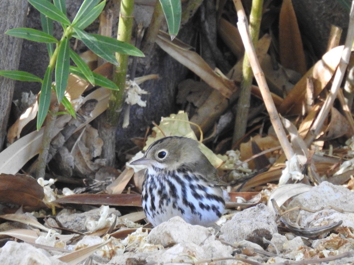 Paruline couronnée - ML180254421