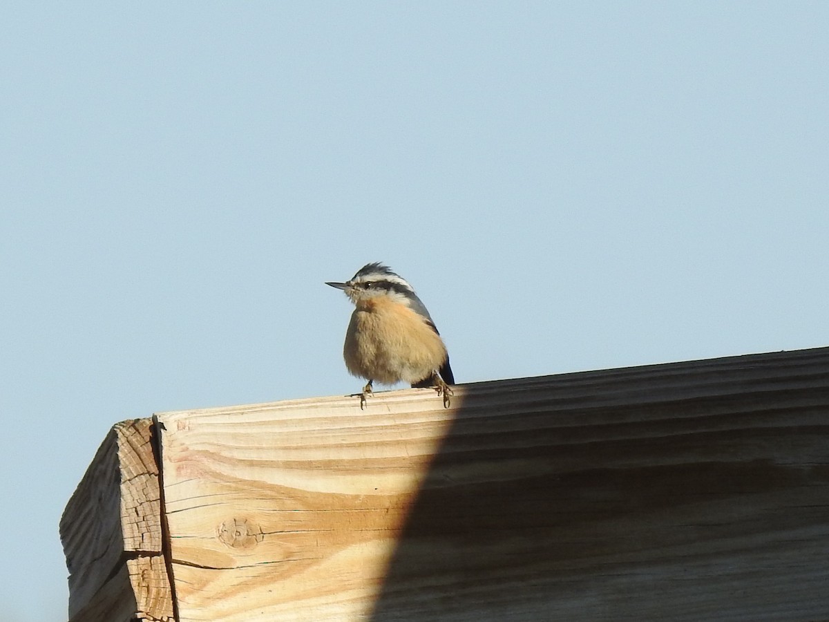 Red-breasted Nuthatch - ML180254481