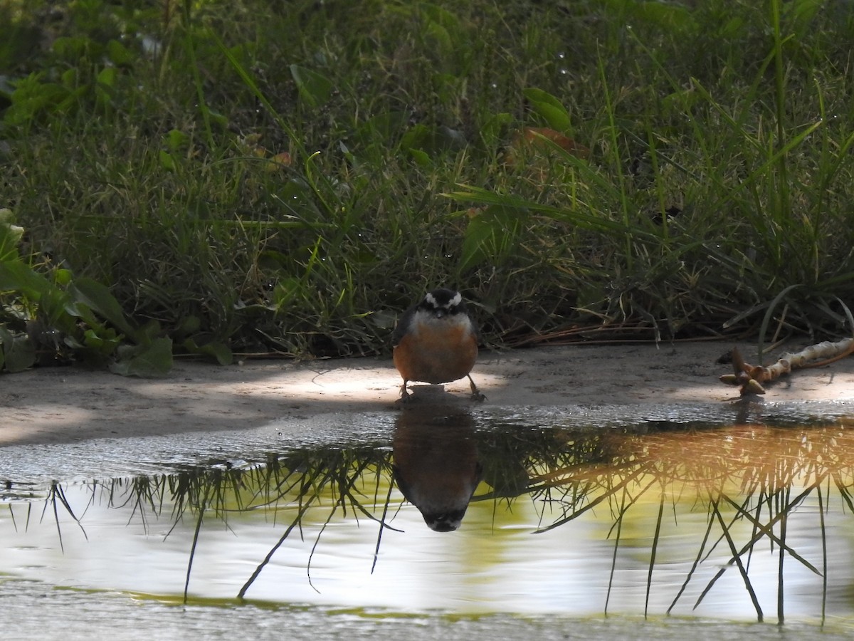 Red-breasted Nuthatch - ML180254501