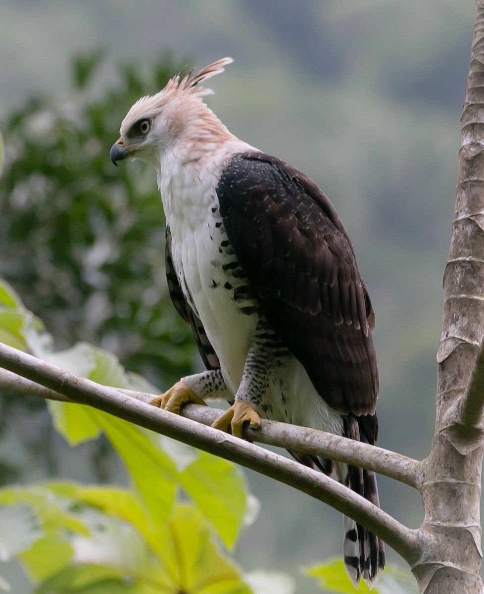 Ornate Hawk-Eagle - ML180254631