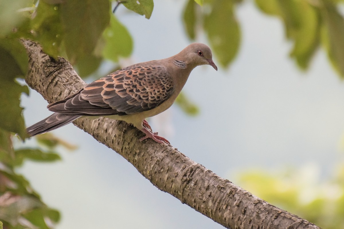 Oriental Turtle-Dove - ML180254791