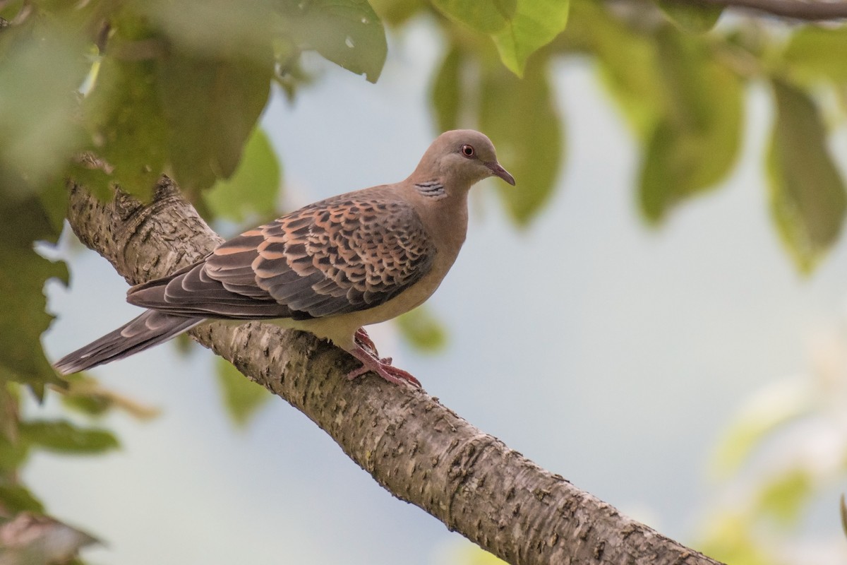 Oriental Turtle-Dove - ML180254811