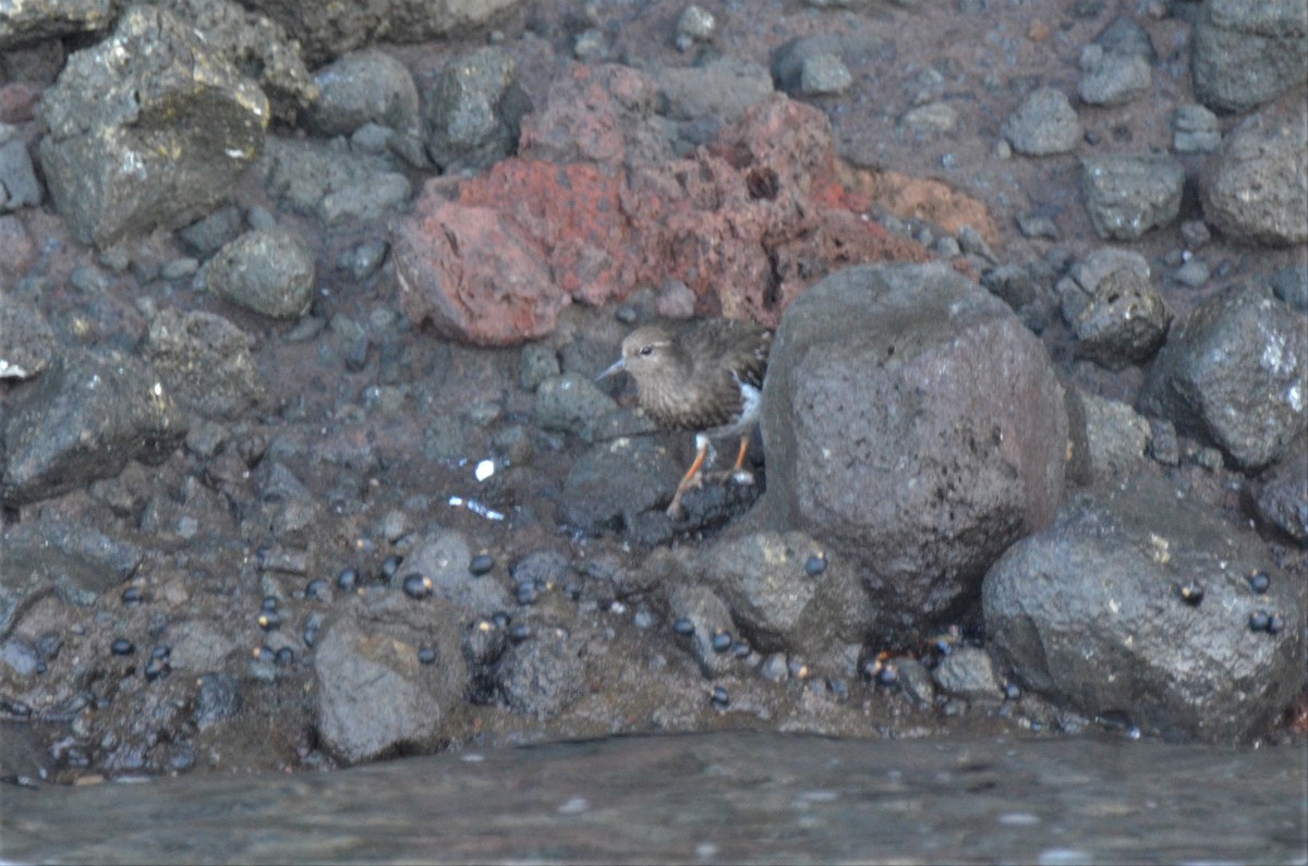 Black Turnstone - ML180256611