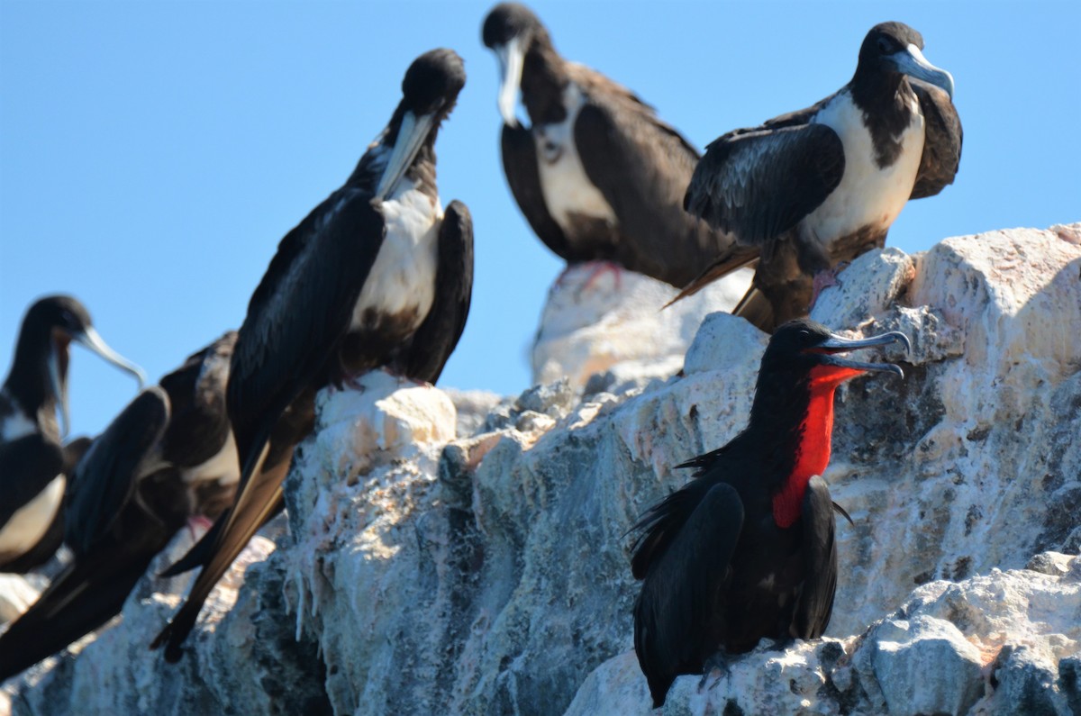 Magnificent Frigatebird - ML180256721
