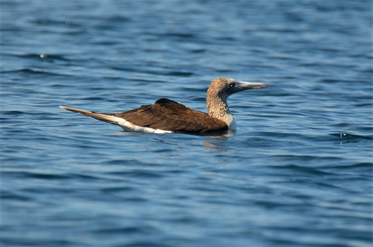 Blue-footed Booby - ML180256921